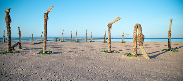 Viejas palmeras muertas en la orilla de la playa del mar.