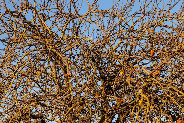 Viejas ramas de árboles cubiertas de musgo y líquenes sin ramas de árboles de follaje contra el cielo azul