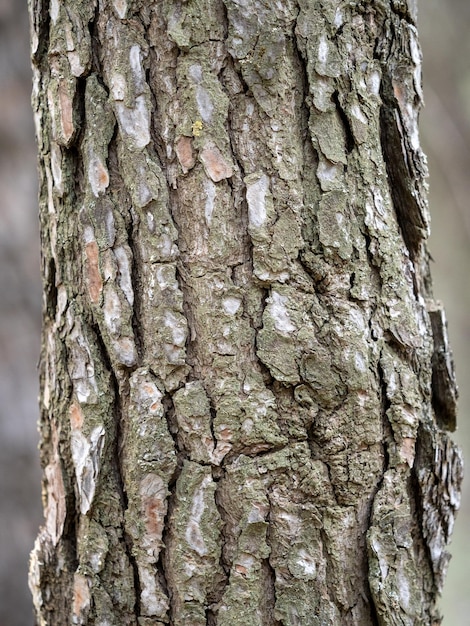 Viejas texturas de madera de corteza de tronco de árbol