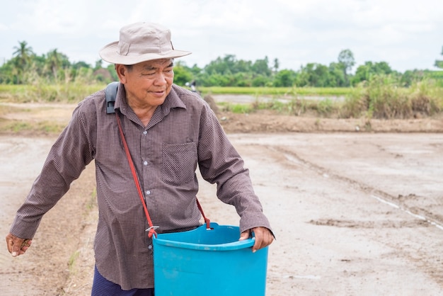 Viejo agricultor asiático está arrojando arroz de plántulas en un campo de arroz.