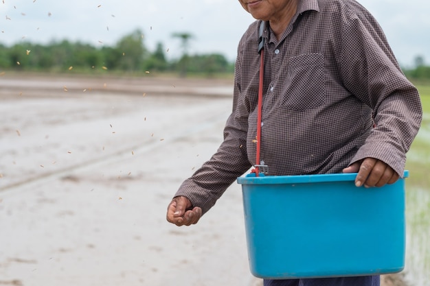 Viejo agricultor asiático está arrojando arroz de plántulas en un campo de arroz.