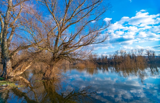 Viejo árbol por el agua en invierno