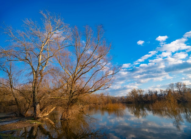 Viejo árbol por el agua en invierno