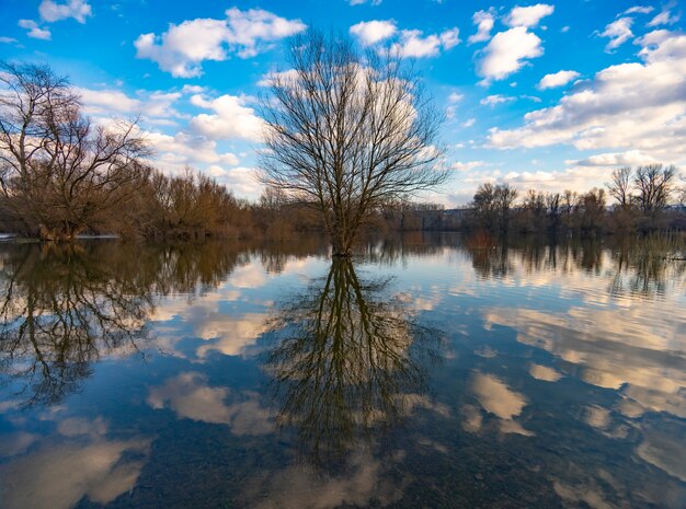 Viejo árbol por el agua en invierno