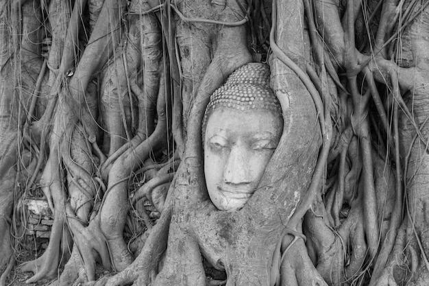 Viejo árbol con cabeza de buda