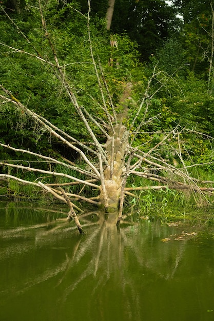 Un viejo árbol caído se encuentra en la superficie del río, paisaje de bosque de verano.