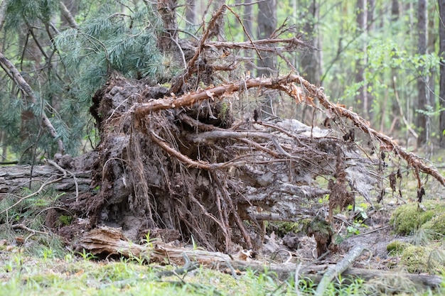 Viejo árbol caído con raíces en el bosque