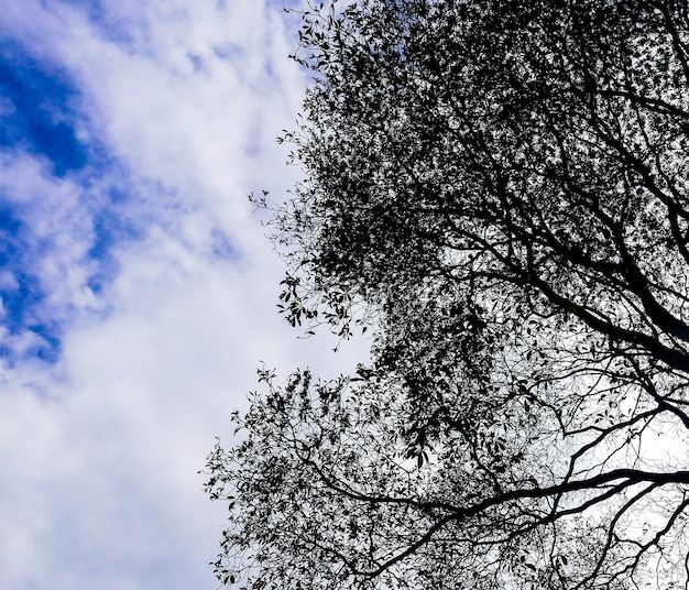 viejo árbol y cielo azul