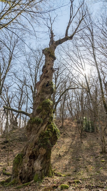 Viejo árbol cubierto de musgo en el bosque de Sochi. Sol de fondo. Rusia.