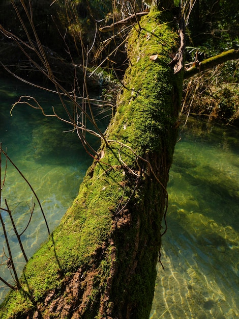 Viejo árbol cubierto de musgo en el río