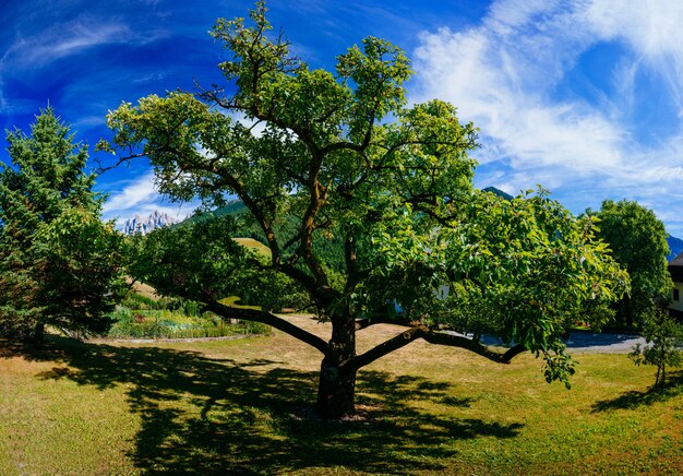 Viejo árbol en un día de verano