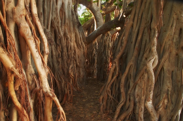 Viejo árbol enorme en el bosque con su tronco cubierto con su raíz Un camino estrecho entre el montón de corteza gruesa higuera de Bengala en la selva Una higuera de Bengala embrujada en el arbusto salvaje Bosque denso