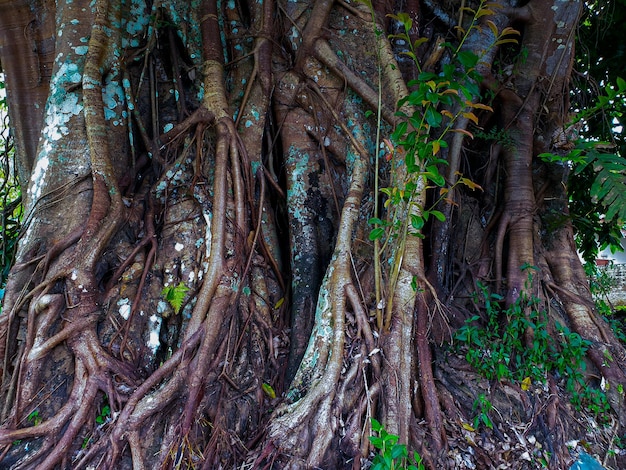 viejo árbol de higuera con muchas raíces