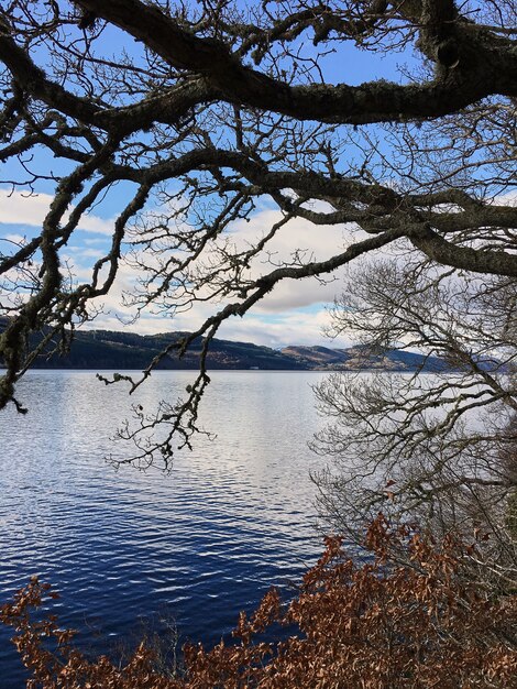 Viejo árbol junto al lago. Roble viejo en el fondo del lago. agua Azul. Loch Ness