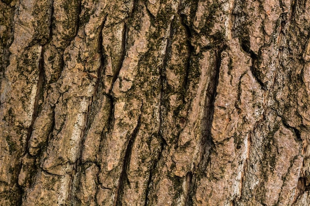 Viejo árbol de madera en la naturaleza Patrón de fondo de textura
