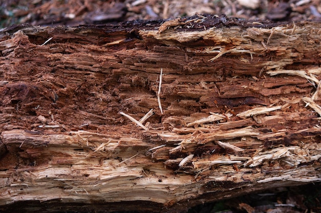 Viejo árbol marrón podrido en el bosque