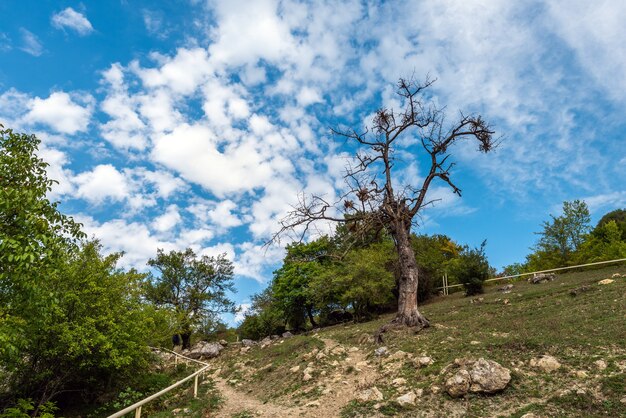 Foto viejo árbol muerto en el pueblo