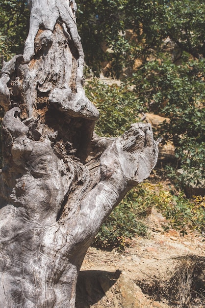 Viejo árbol nudoso seco Naturaleza de las montañas de Crimea