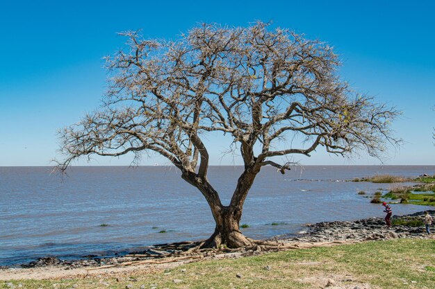 Viejo árbol en la orilla del río