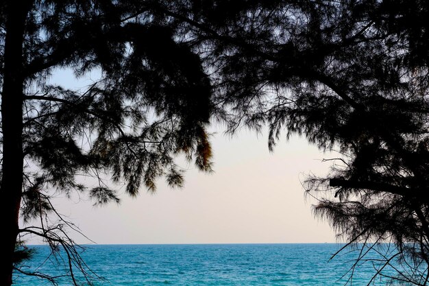 Foto un viejo árbol con una rama curva sobre un paisaje verde iluminado por el sol junto al mar