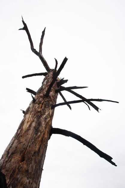 Foto viejo árbol seco contra un cielo blanco. foto vertical aislada.