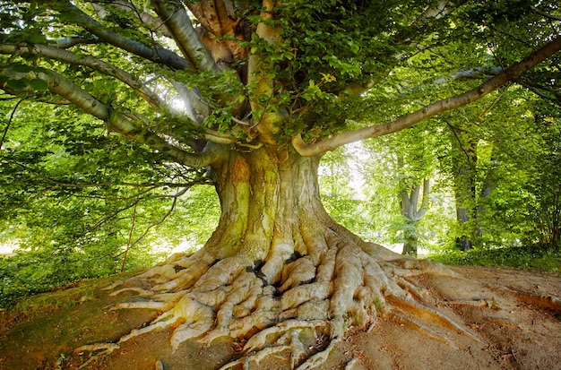 Viejo árbol verde