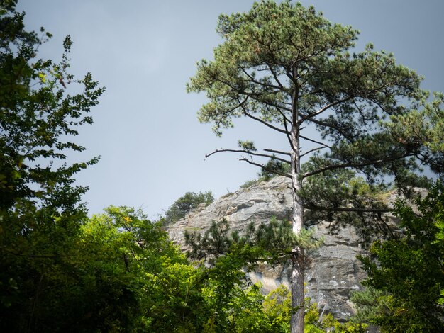 viejo bosque de pinos sombrío para el fondo y el texto