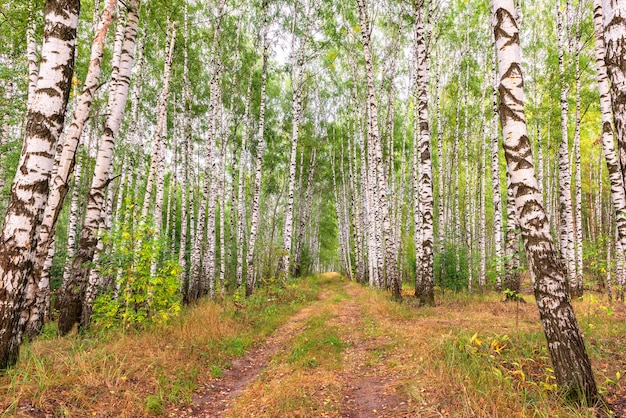 El viejo camino en el bosque de abedules