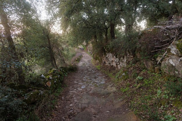 Viejo camino. Ruta de senderismo en Montánchez.