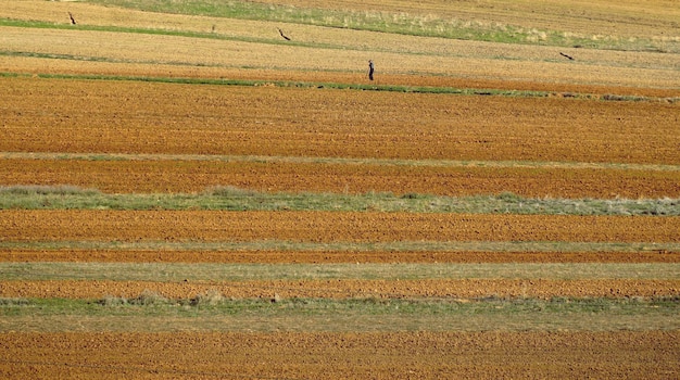Viejo en un campo arado fresco en la zona de Korce en Albania