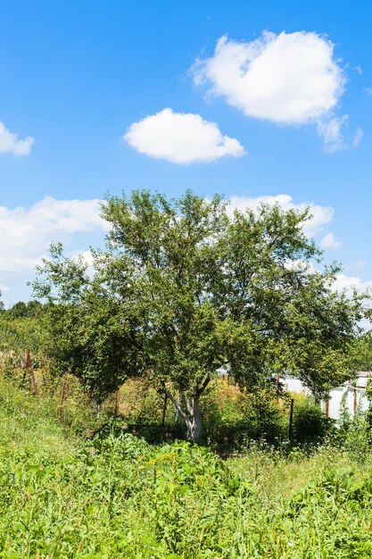 Viejo cerezo en un jardín verde bajo un cielo azul