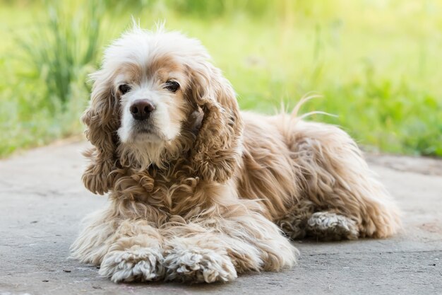 Viejo cocker spaniel acostado en el jardín