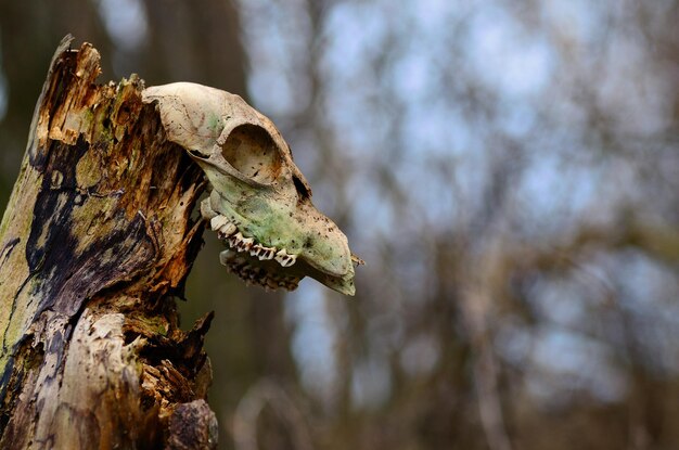 Viejo cráneo animal en tronco de árbol