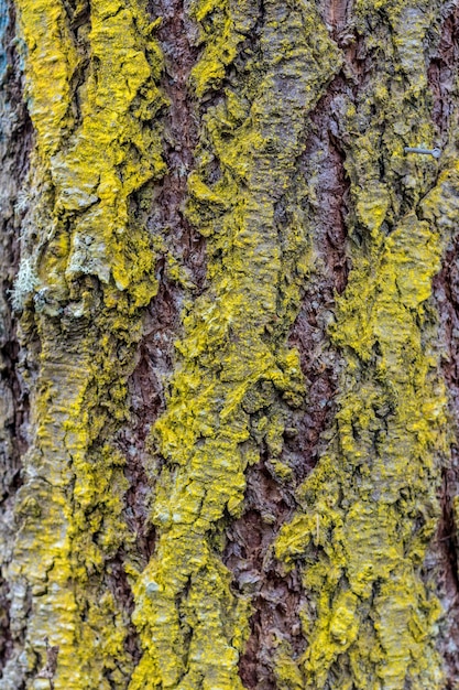 Viejo crecimiento de musgo de corteza de árbol desgastado