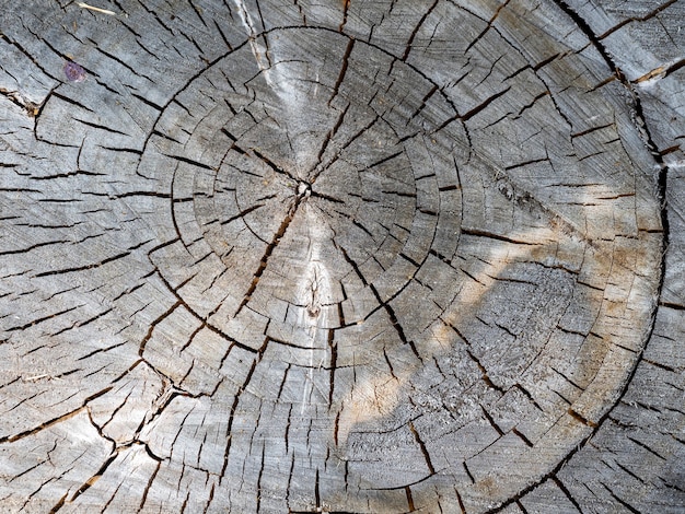 Viejo día, cabaña de troncos, anillos de grietas. hermoso fondo de madera