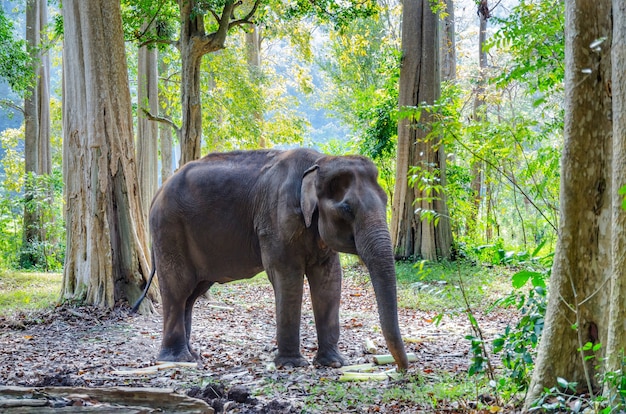 Viejo elefante asiático en el bosque salvaje de Tailandia