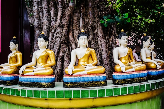 Viejo estado de Buda bajo el viejo árbol