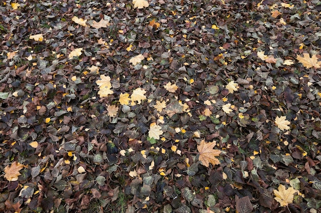 Viejo follaje de otoño