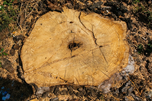 Viejo fondo de textura de tocón de árbol agrietado desgastado con la sección transversal