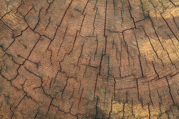 Viejo fondo de textura de tocón de árbol