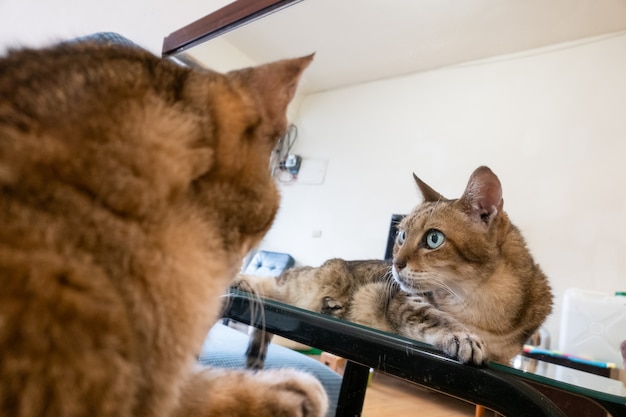 Viejo gato atigrado sentarse en una mesa con reflejo de espejo en casa