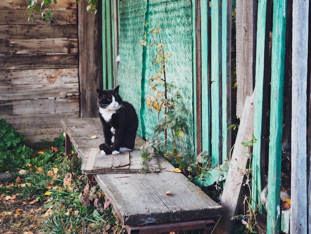 Un viejo gato blanco y negro se sienta en un banco en el pueblo.