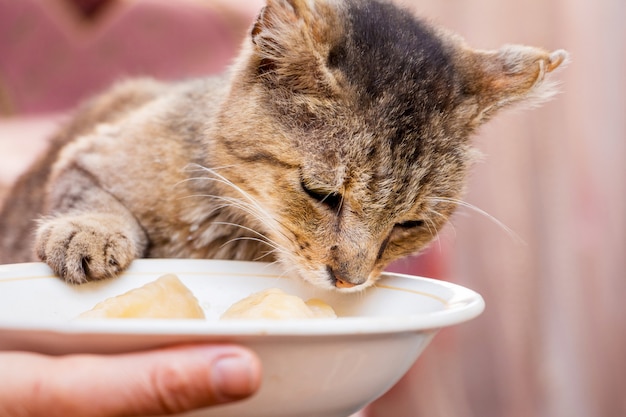 Un viejo gato hambriento cerca de un plato con comida