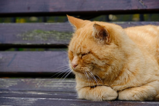 Viejo gato pelirrojo durmiendo en un banco de madera