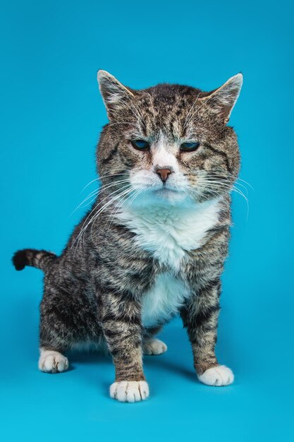 Viejo gato de raza cruzada sentado frente a un fondo azul