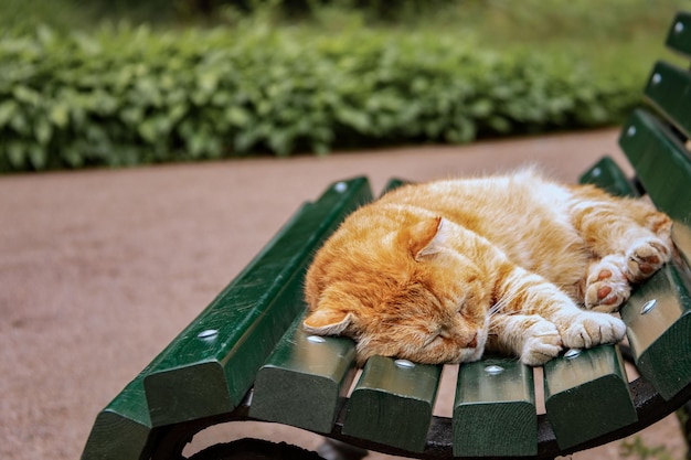 Un viejo gato rojo duerme dulcemente en un banco del jardín.