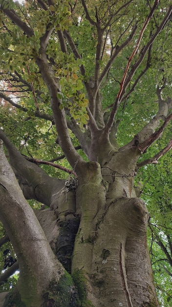 Viejo gran árbol en el bosque