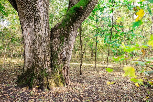 Viejo gran árbol en el parque