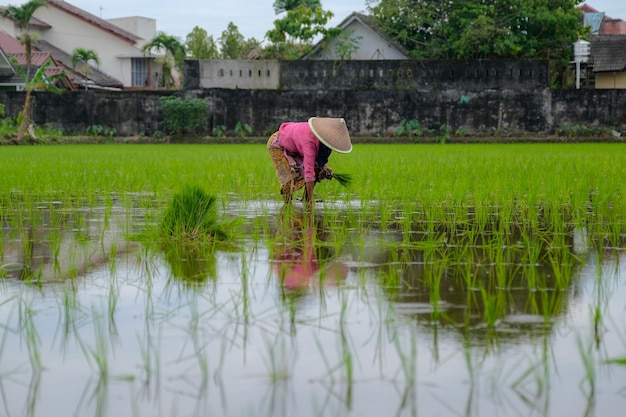 Un viejo granjero con sombrero de bambú plantando arroz en el campo