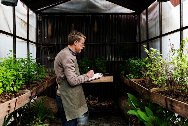 Viejo hombre estudiando las plantas en el invernadero